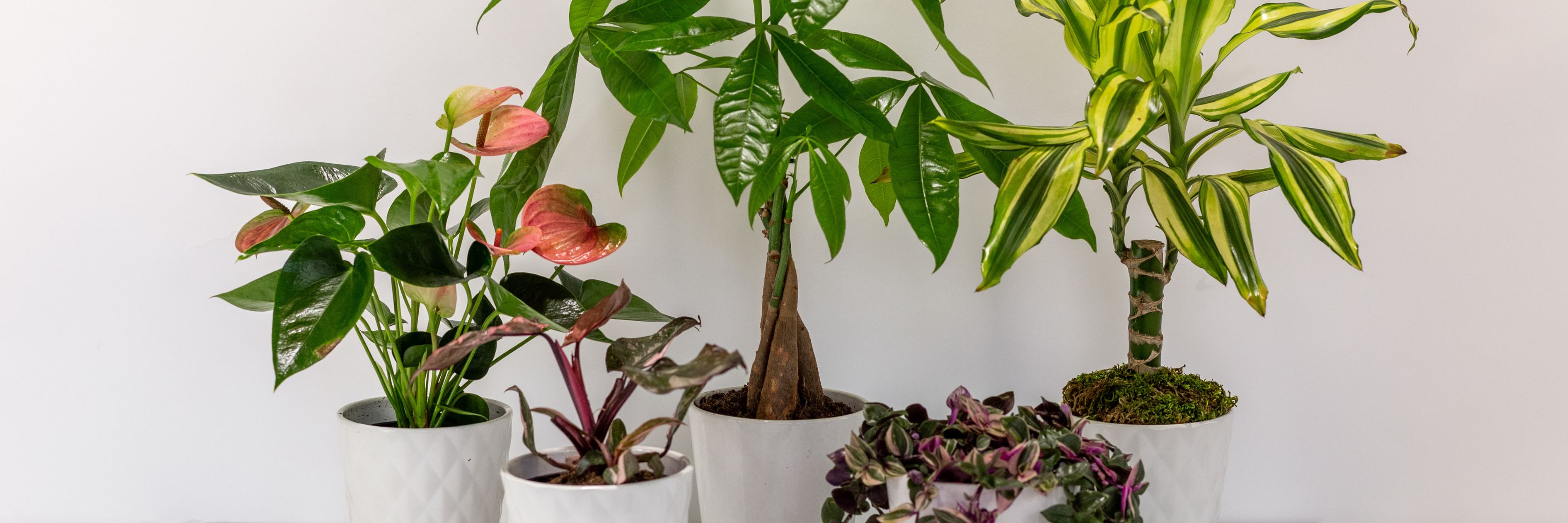 A vibrant collection of indoor plants in decorative white pots, showcasing diverse greenery.