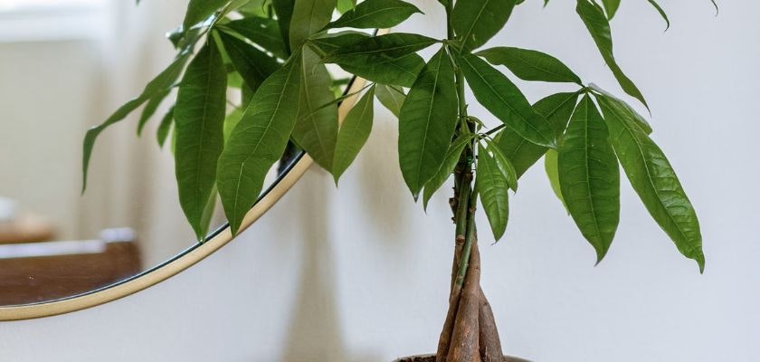 A lush Money Tree plant with glossy leaves, adding a touch of elegance to any room.