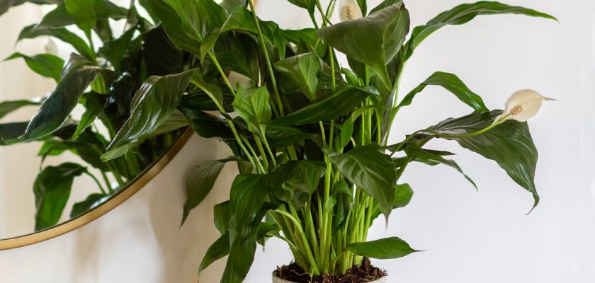Lush peace lily plant with glossy green leaves, enhancing indoor decor and air quality.