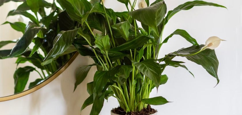 Lush peace lily plant with glossy green leaves, enhancing indoor decor and air quality.