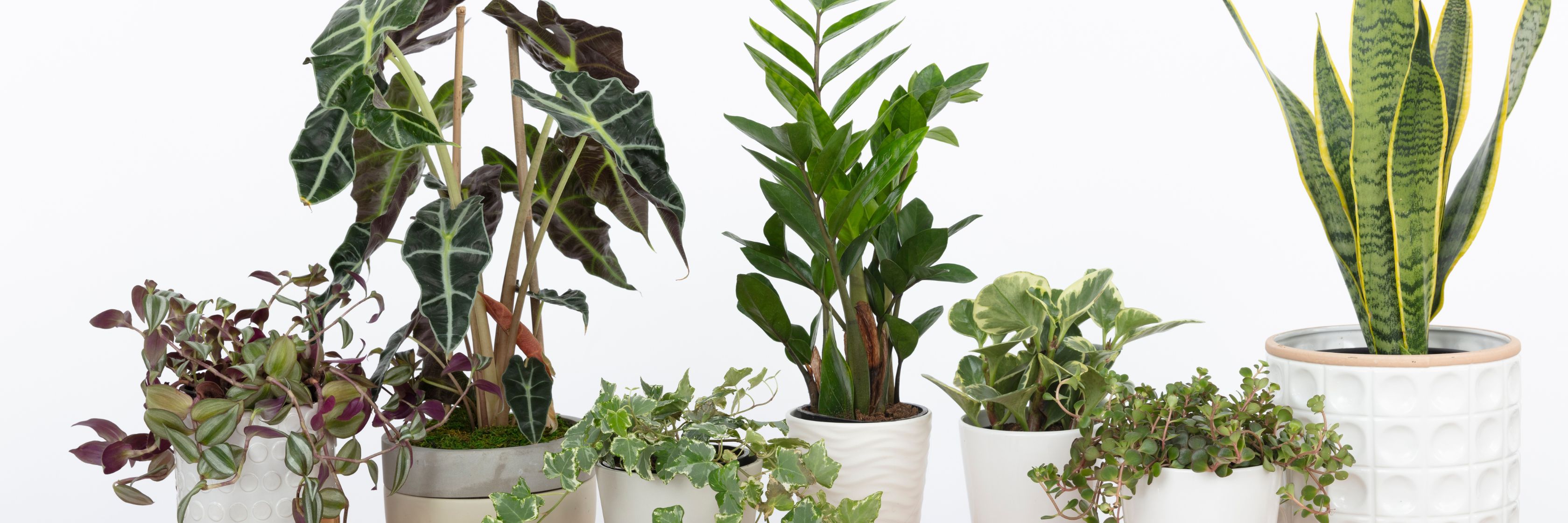 Collection of lush houseplants in stylish pots, enhancing indoor greenery and decor.