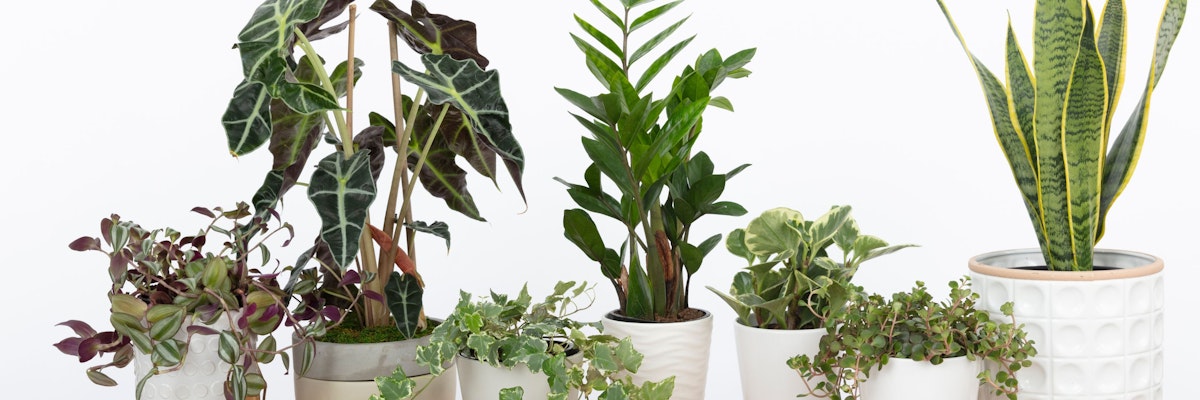 Collection of lush houseplants in stylish pots, enhancing indoor greenery and decor.