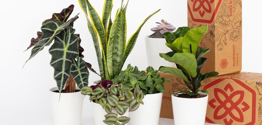 Assorted indoor plants in stylish white pots, enhancing home decor with greenery.