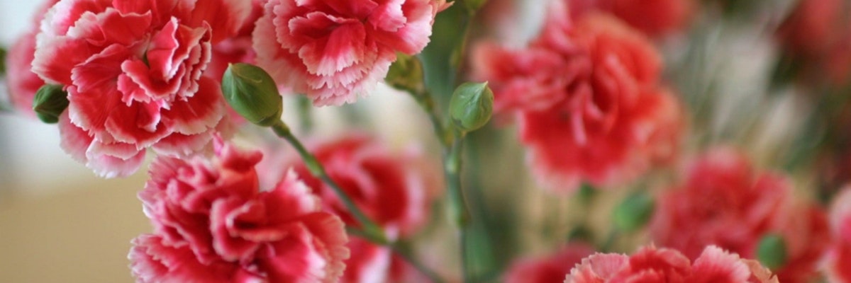 Vibrant pink carnations with ruffled petals, perfect for cheerful floral arrangements.