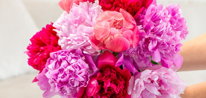 Vibrant bouquet of pink and red peonies, perfect for celebrating special occasions.
