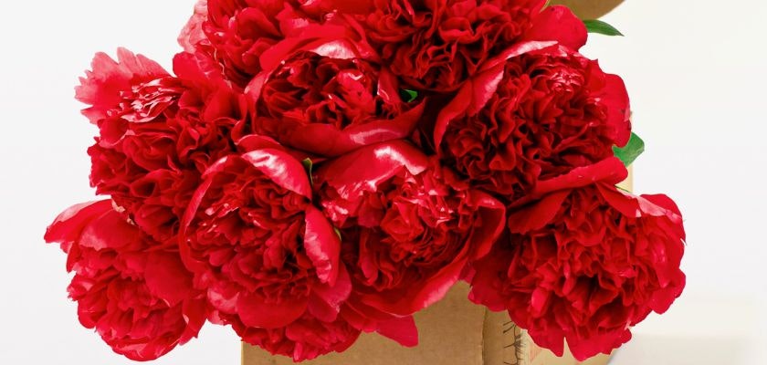 Vibrant red peony bouquet in an elegant arrangement, perfect for celebrations and gifts.