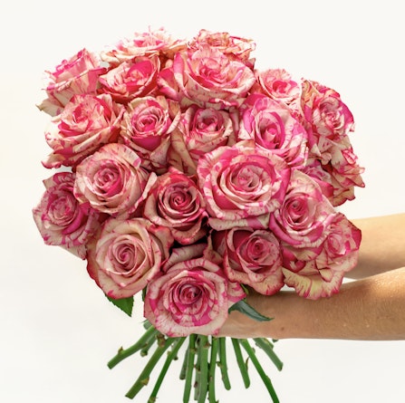 A stunning bouquet of pink and cream roses with delicate striped petals, perfect for gifting.