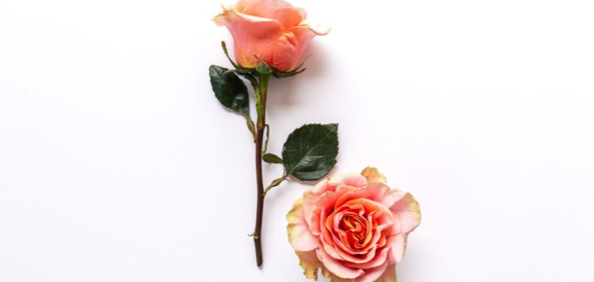 Delicate blush roses with lush green leaves, perfect for elegant floral arrangements.