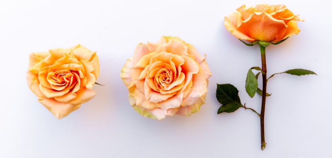 Three beautiful peach roses with delicate petals and green leaves, ideal for arrangements.