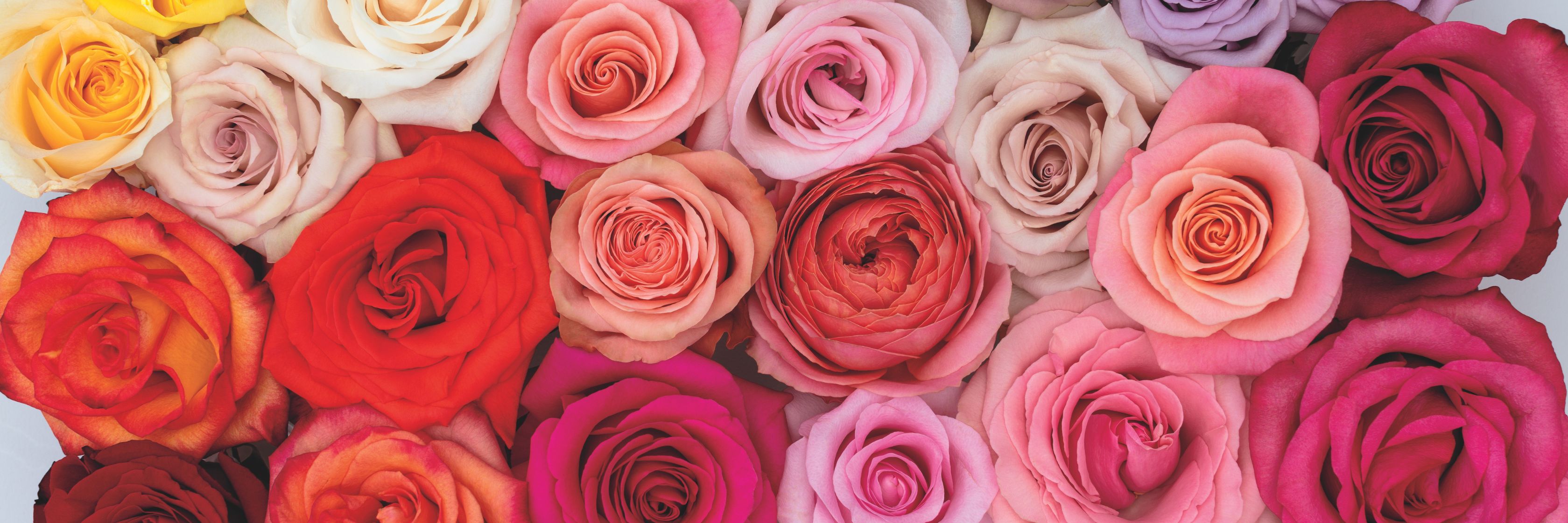 A vibrant arrangement of multi-colored roses in shades of pink, red, and yellow blossoms.