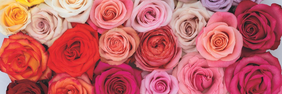 A vibrant arrangement of multi-colored roses in shades of pink, red, and yellow blossoms.