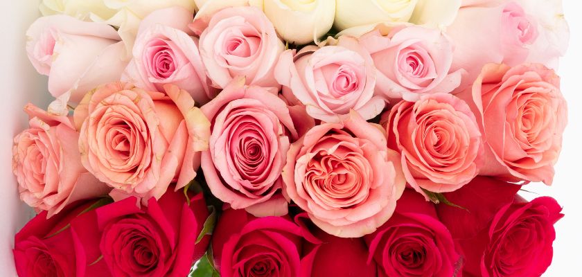 Vibrant assortment of pink and red roses, elegantly arranged for any celebration.