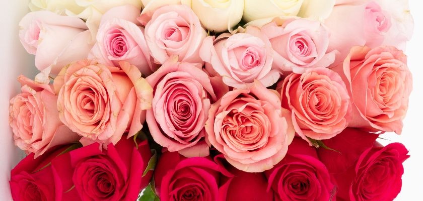 Vibrant assortment of pink and red roses, elegantly arranged for any celebration.