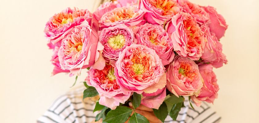A lush bouquet of pink garden roses held close, showcasing vibrant blooms and green leaves.