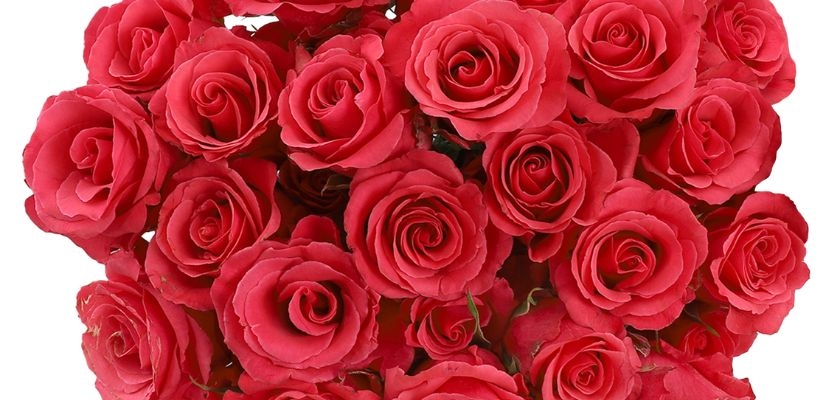 Vibrant red roses arranged elegantly, ideal for romantic gifts or special occasions.