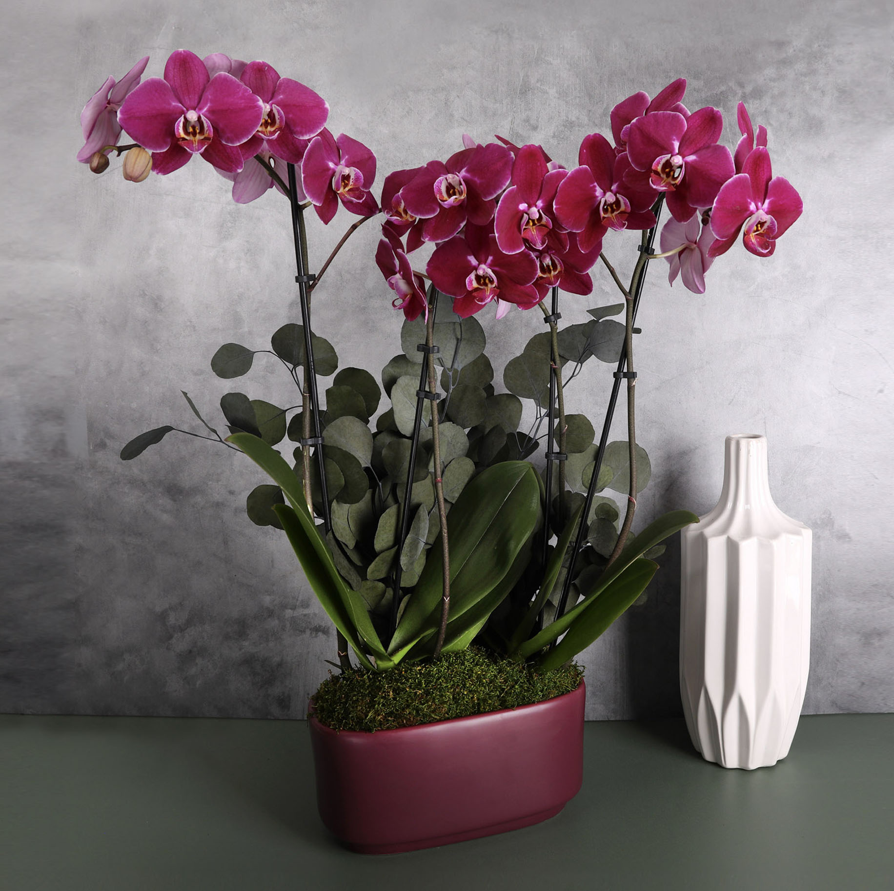 Bloomsy Orchid Subscription | BloomsyBox