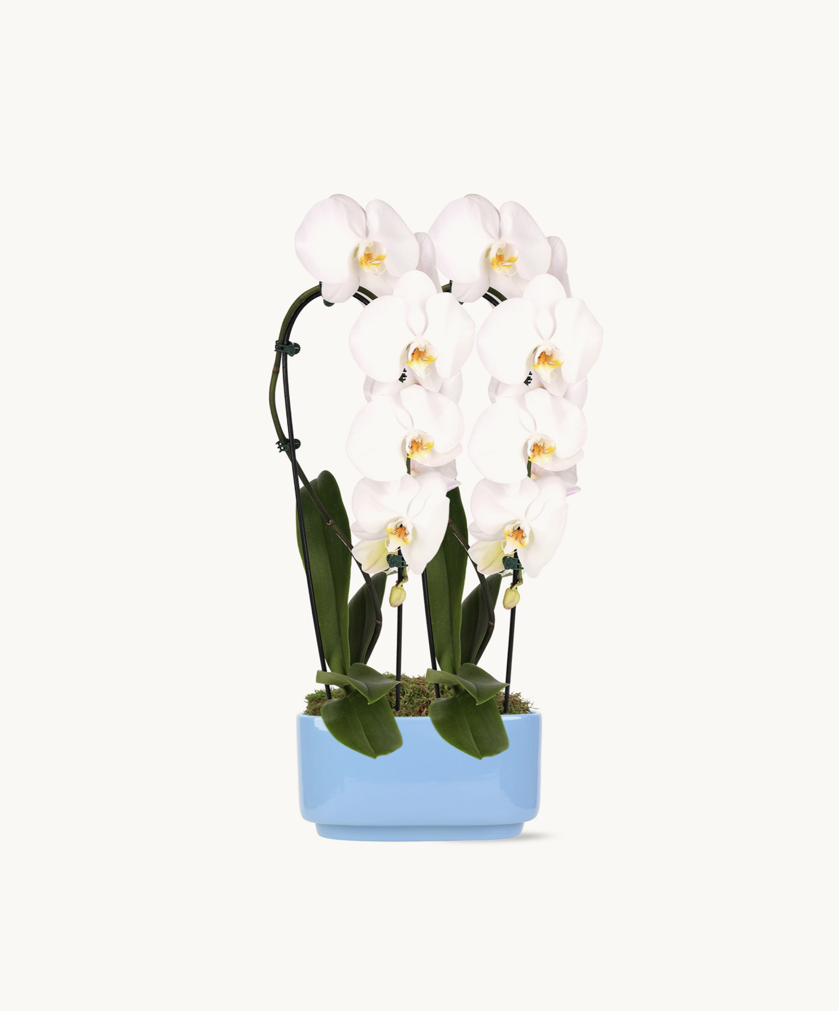 Elegant white orchids in a stylish blue pot, perfect for home decor and gifting.