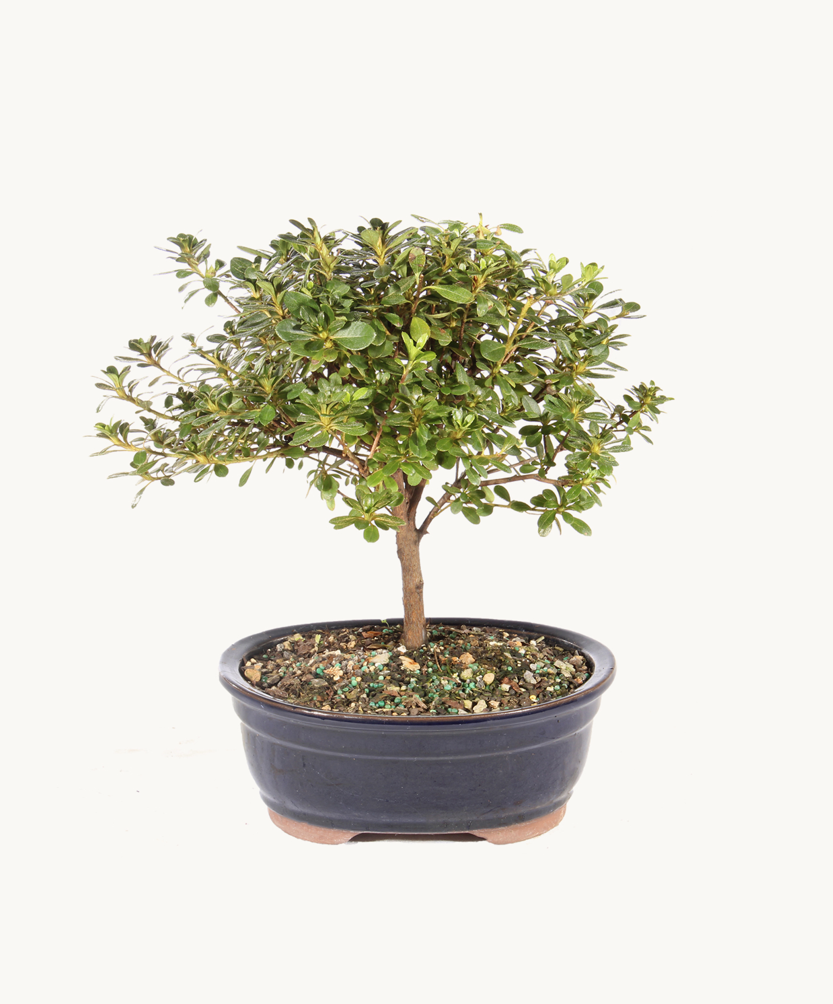 バスポンド シリースタイル Satsuki Azalea Medium | Refined Floral Style | BloomsyBox