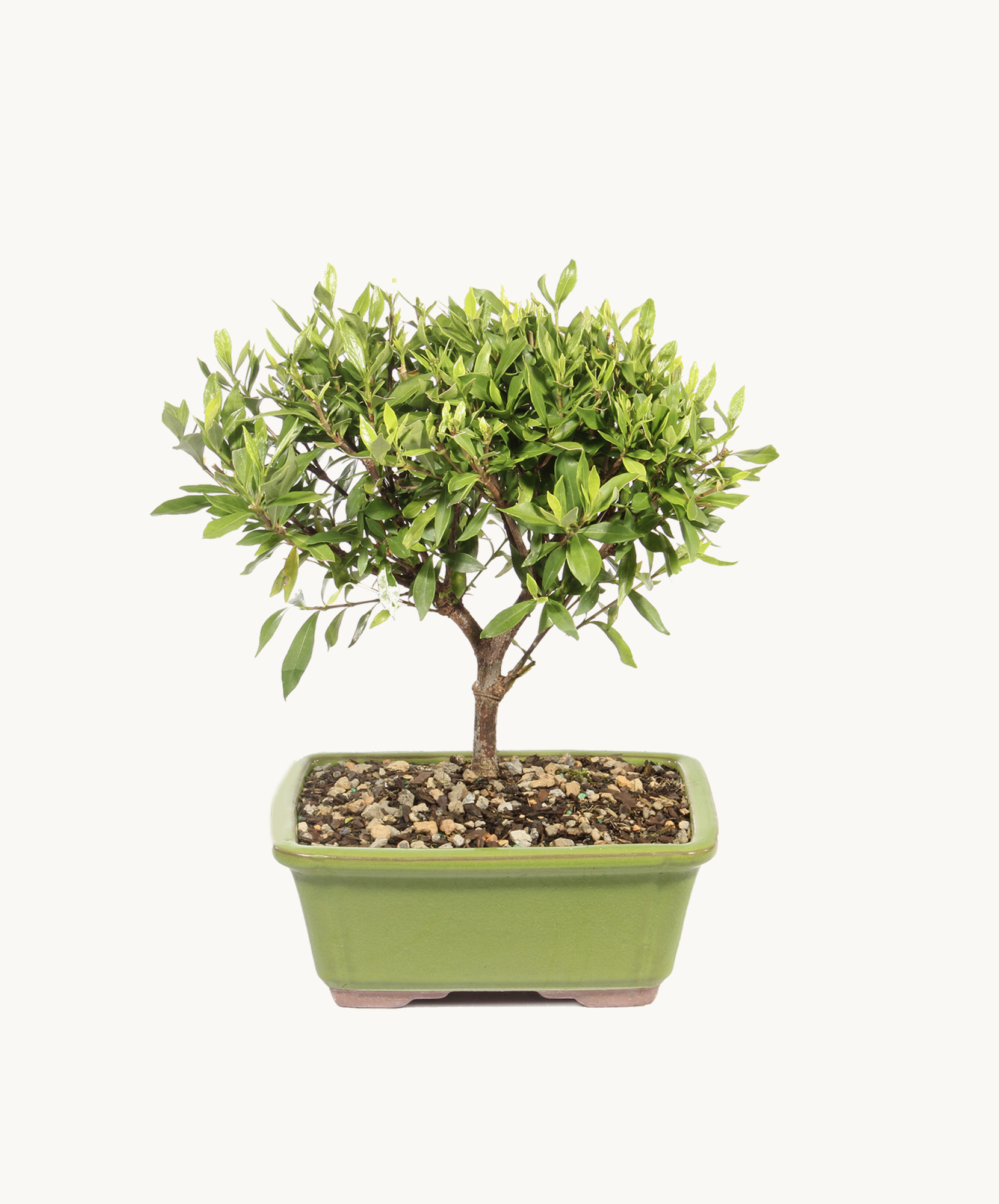 hanging plant hangers indoor ORBIT plant hanger – Result Objects