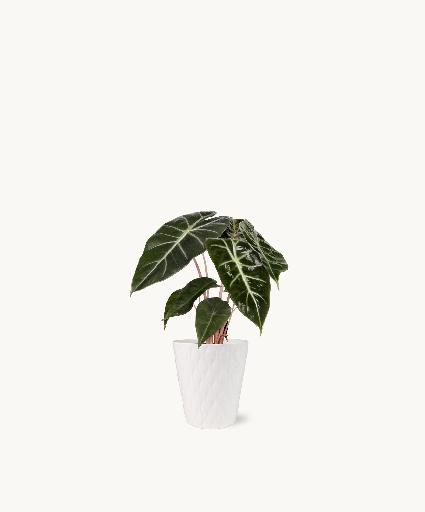 Lush Alocasia plant in a stylish white pot, adding elegance to indoor spaces.