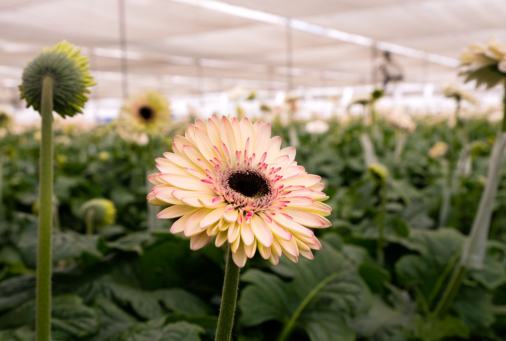 Delicate pink gerbera daisy blooming amidst lush green leaves in a vibrant greenhouse setting.