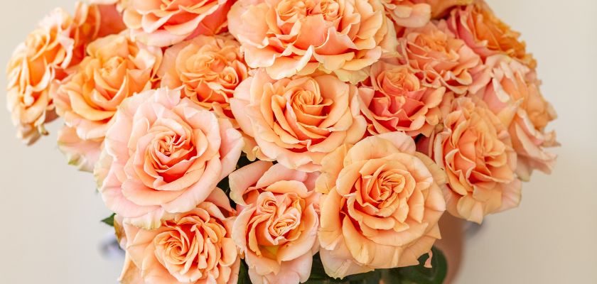 Soft peach roses delicately arranged in a beautiful vase, perfect for any occasion.