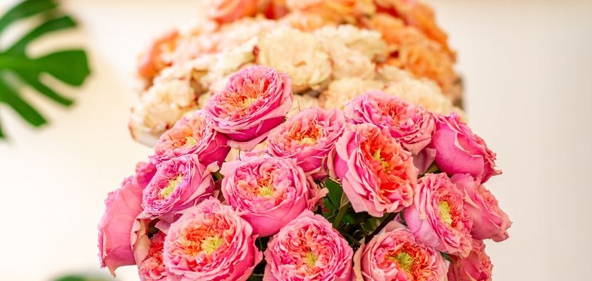 Vibrant pink and peach roses elegantly arranged in a beautiful floral display.