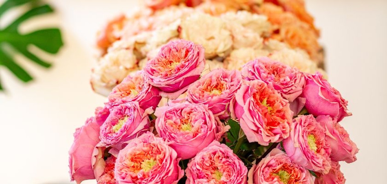 Vibrant pink roses with lush green leaves, elegantly arranged for special occasions.