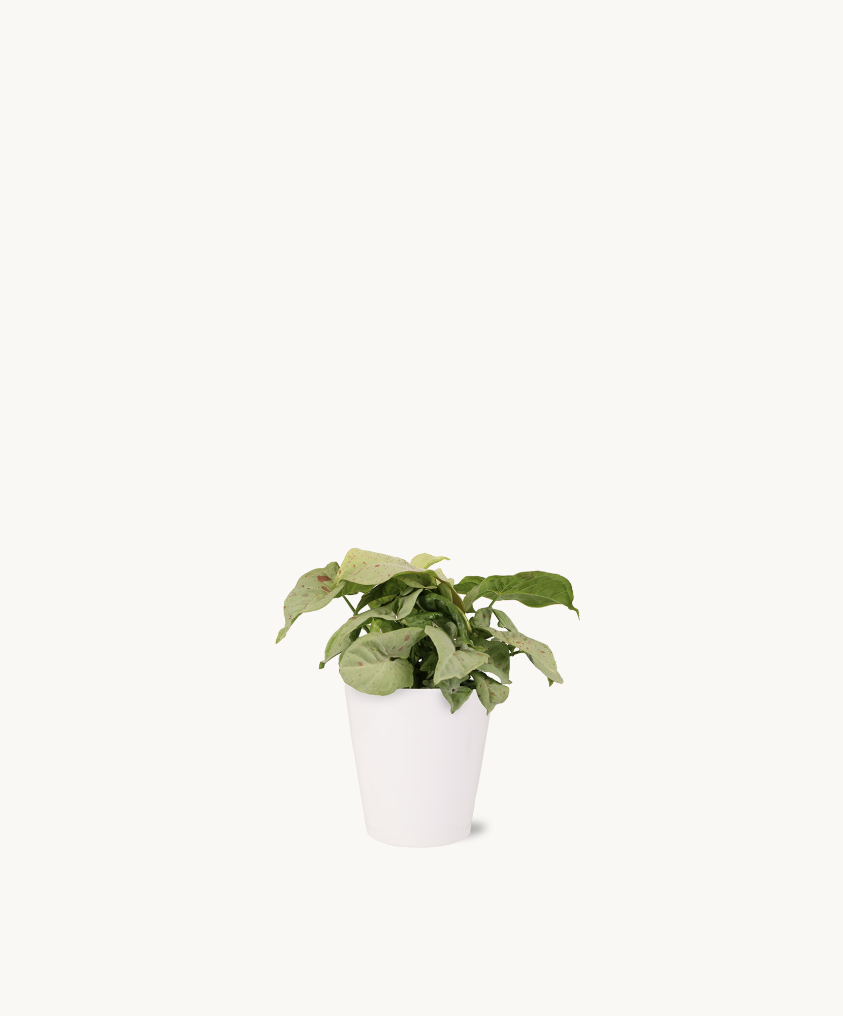 Lush green plant in a minimalist white pot, perfect for home or office decor.