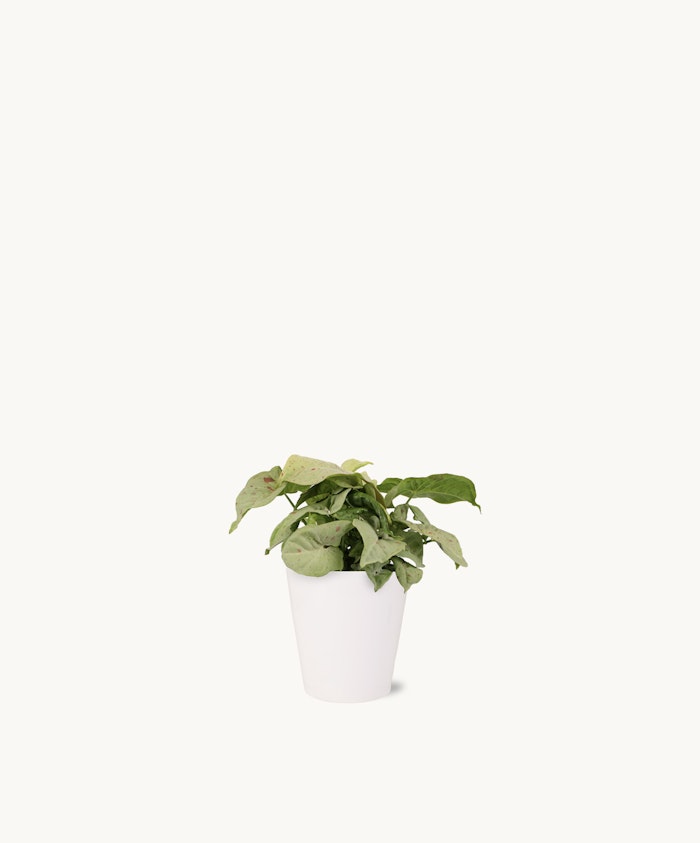 Lush green plant in a minimalist white pot, perfect for home or office decor.