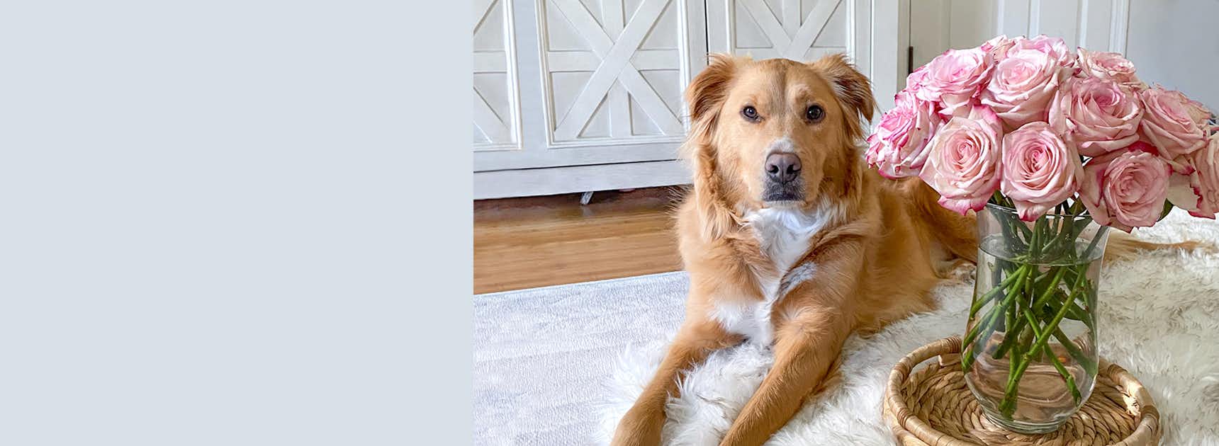A golden retriever lies beside a vase of pink roses on a cozy rug in a sunny room.