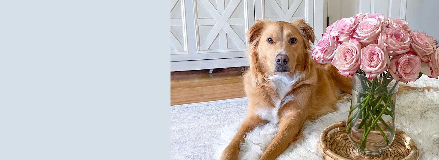 A golden retriever lies beside a vase of pink roses on a cozy rug in a sunny room.