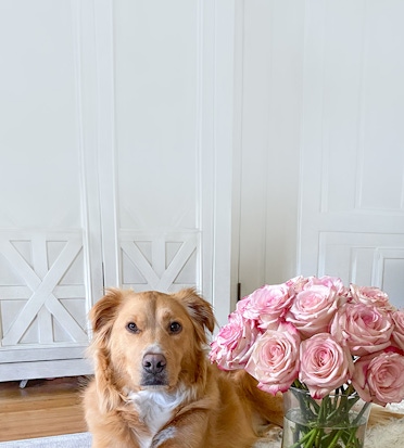 A fluffy golden dog sitting beside a vase of delicate pink roses, creating a heartwarming scene.