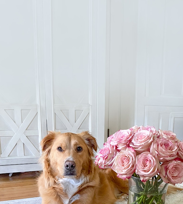 A fluffy golden dog sitting beside a vase of delicate pink roses, creating a heartwarming scene.