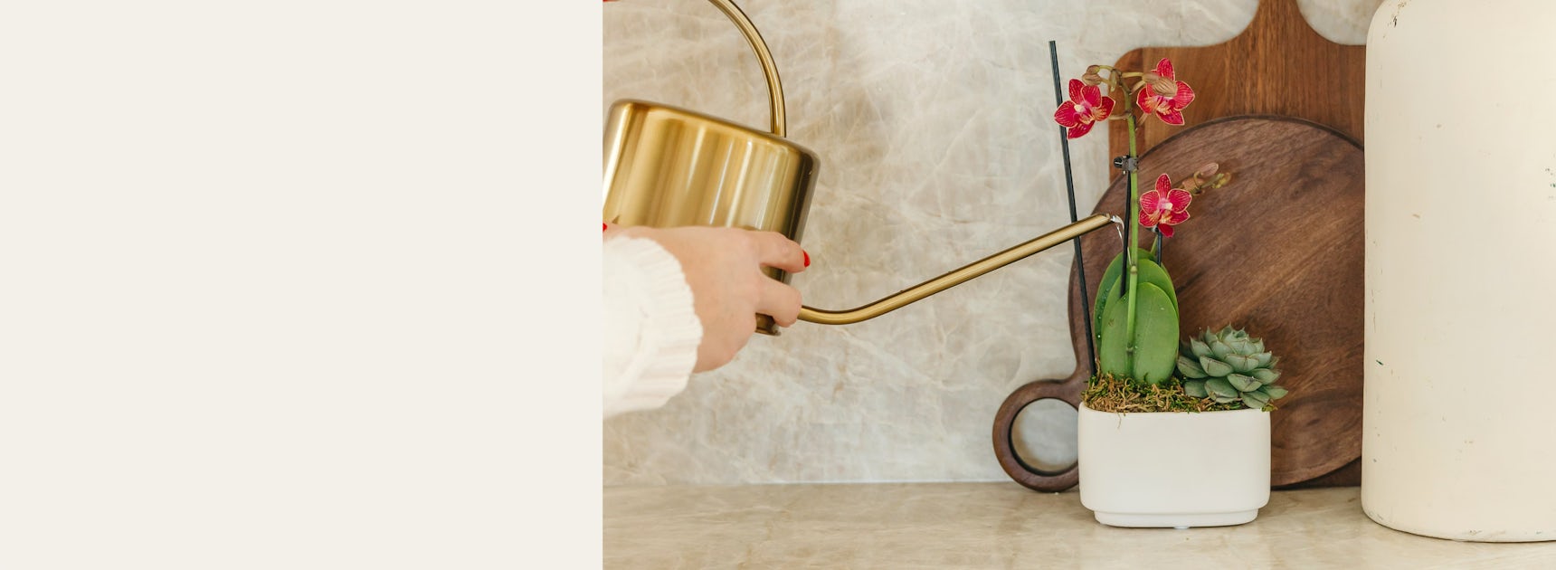 A person watering a stylish succulent and orchid arrangement in a modern planter.