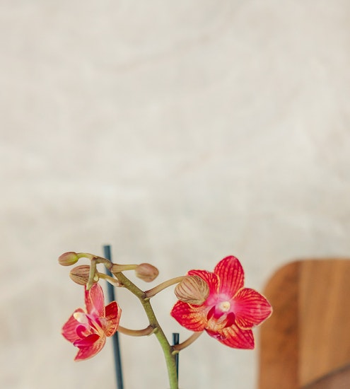Vibrant red orchids with intricate petals, elegantly positioned against a soft background.
