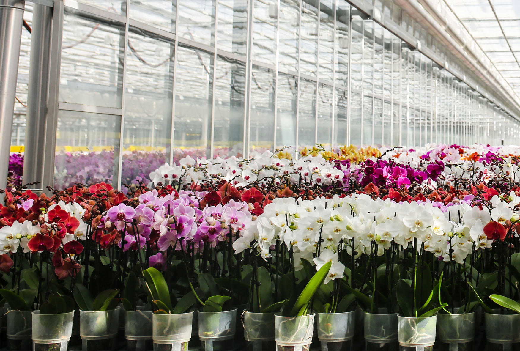 A vibrant greenhouse filled with colorful orchids in various hues and arrangements.