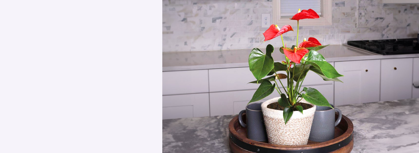 Vibrant red anthurium plant in a decorative pot, adding elegance to a modern kitchen.