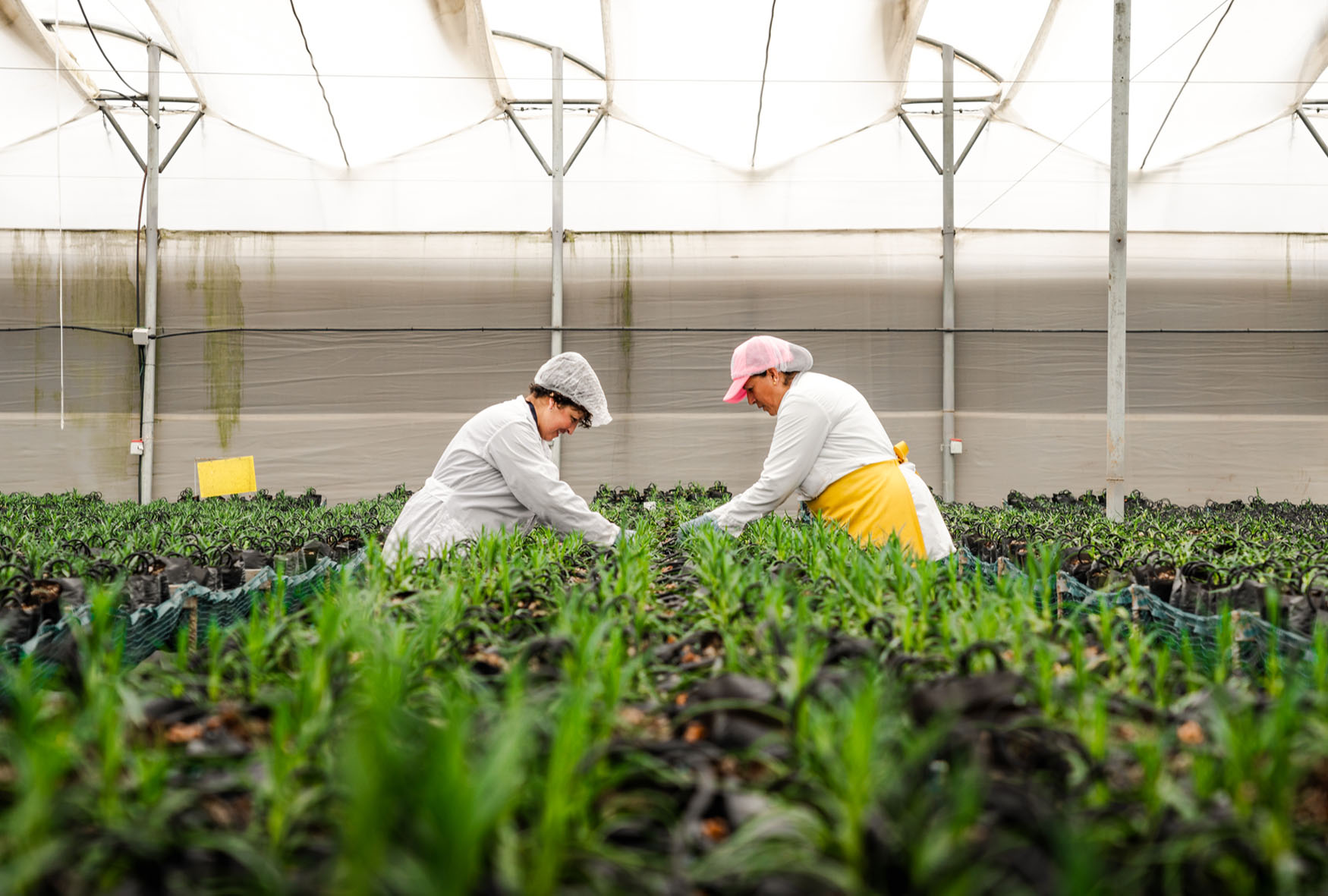 Two women tending to vibrant green plants in a bright greenhouse environment.