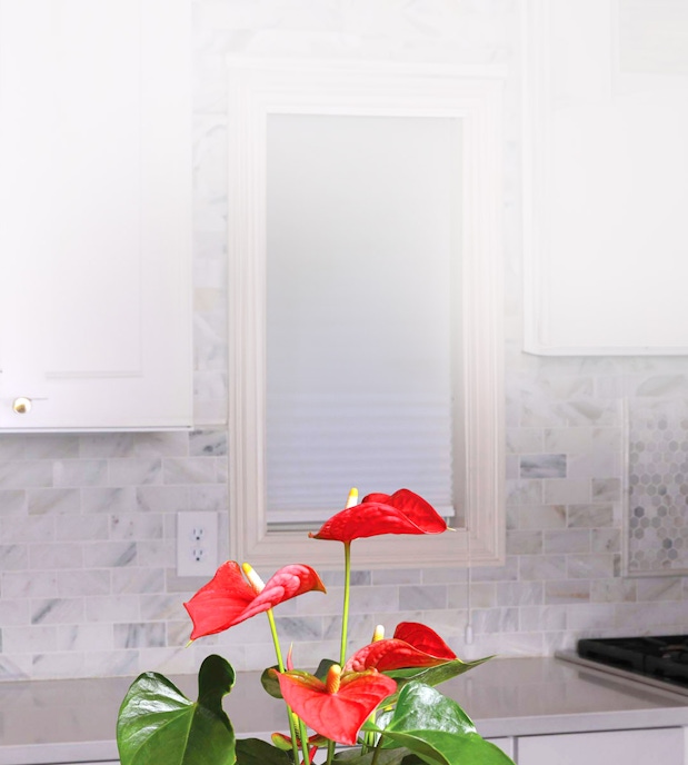 Vibrant red anthuriums in a stylish kitchen, adding a lively touch to the decor.