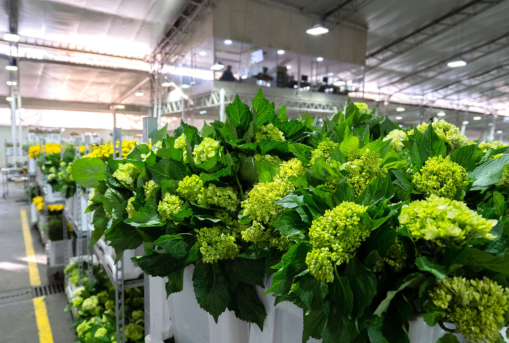 Lush green hydrangeas with vibrant yellow accents arranged in a floral warehouse.