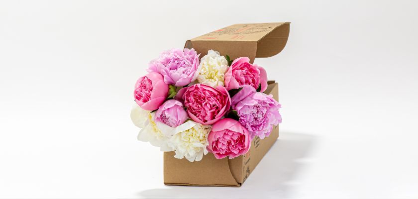 Fresh peony bouquet in shades of pink and white, elegantly packaged for delivery.