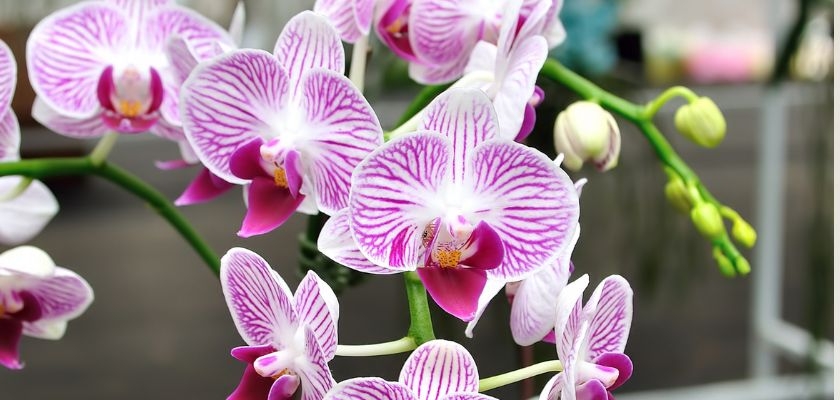 Beautiful pink and white orchids with striking patterns blooming gracefully.