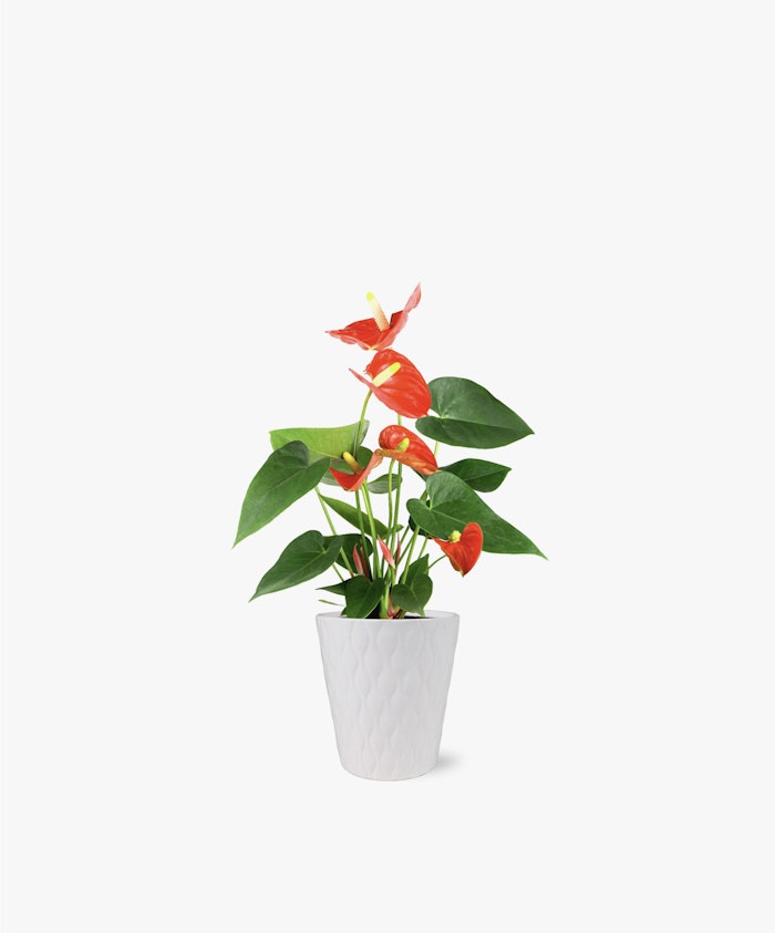 Vibrant red anthurium plant with lush green leaves in a stylish white pot.