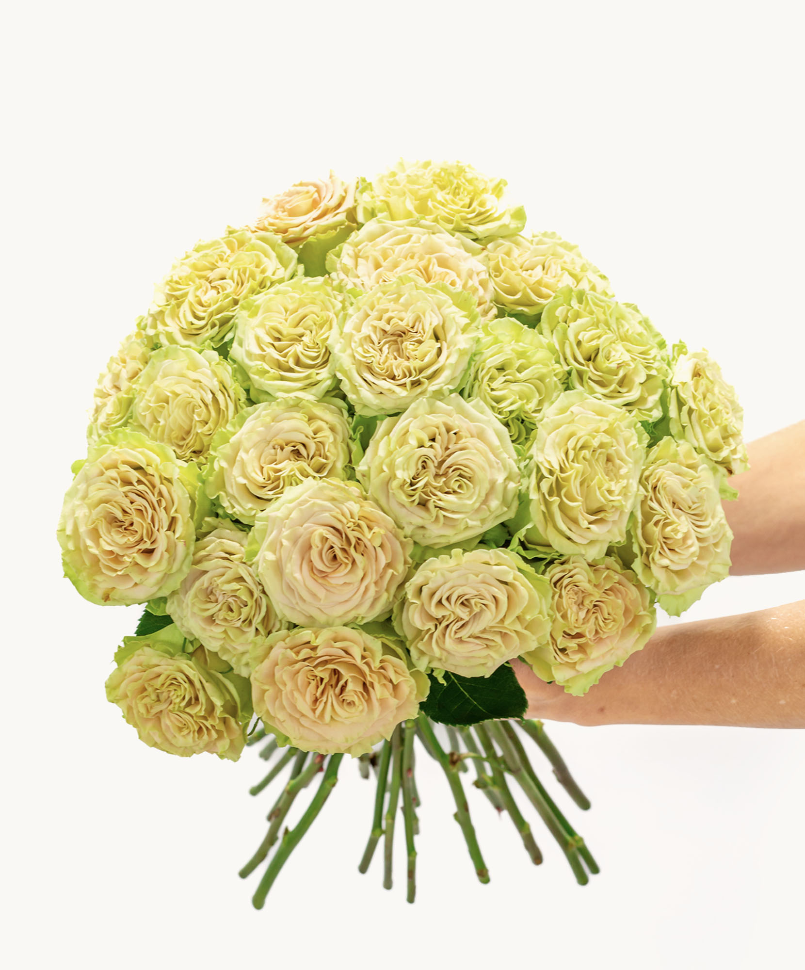 A stunning bouquet of green-tinged roses held gracefully, perfect for any occasion.