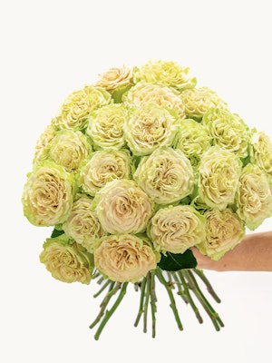 A stunning bouquet of green-tinged roses held gracefully, perfect for any occasion.
