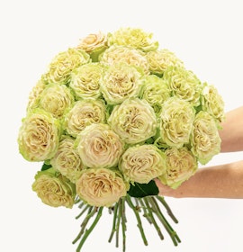 A stunning bouquet of green-tinged roses held gracefully, perfect for any occasion.