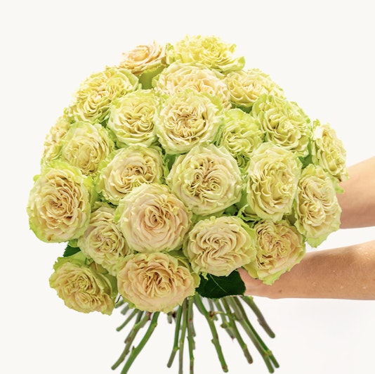 A stunning bouquet of green-tinged roses held gracefully, perfect for any occasion.