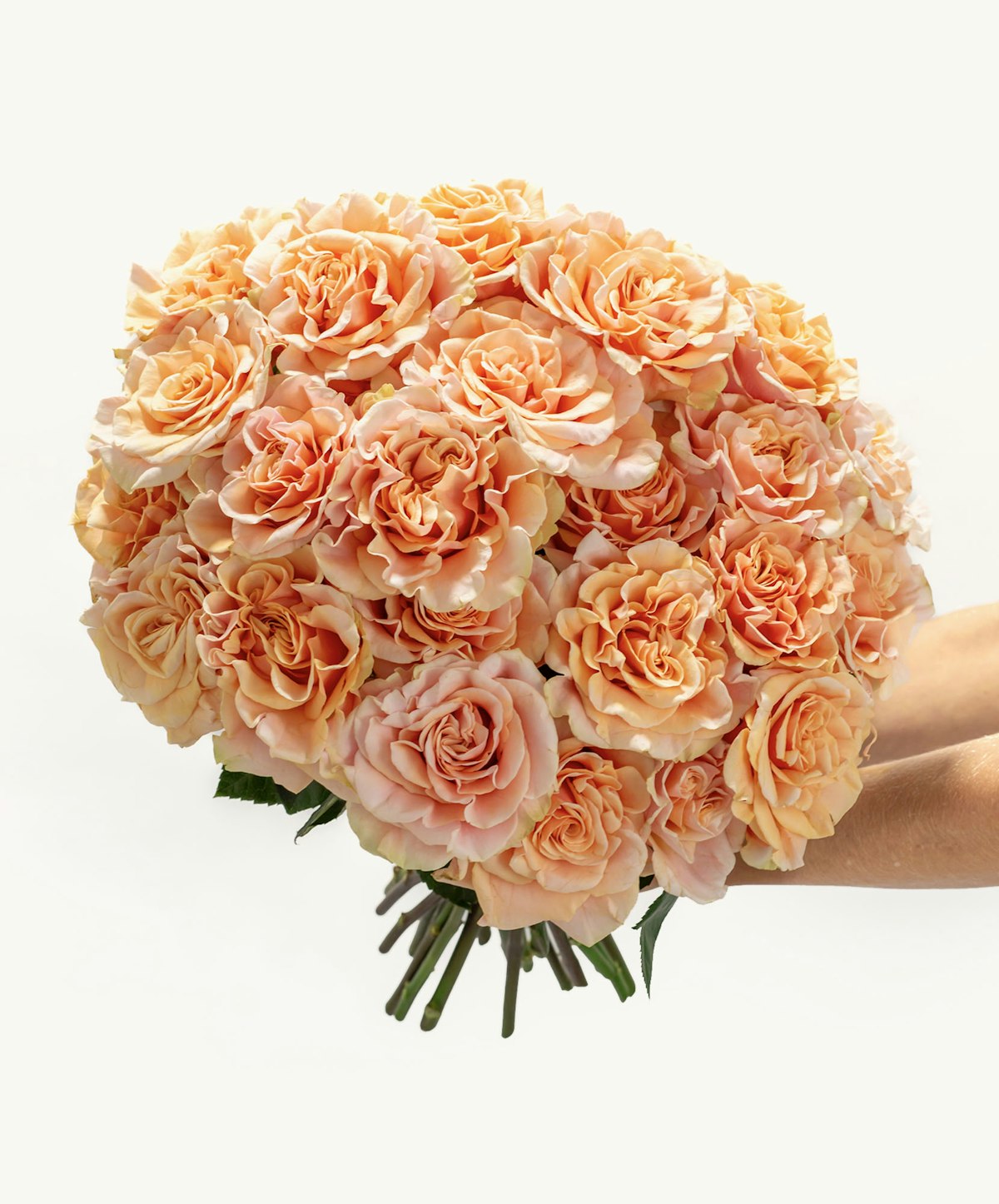 Apricot Spray Roses Apricot Dream Roses