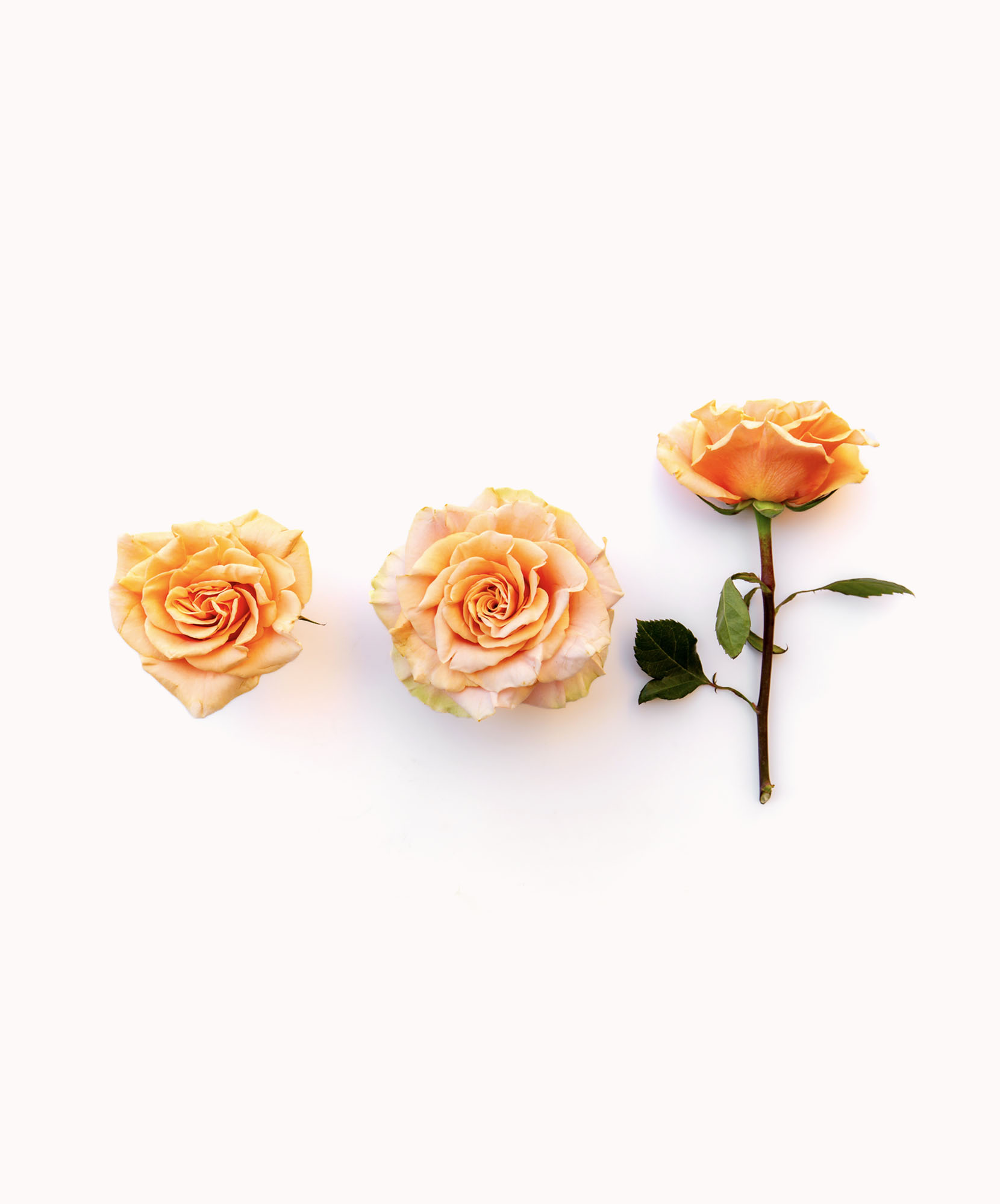 Phoenix Rose–Fiery Long-Stemmed Elegance | BloomsyBox